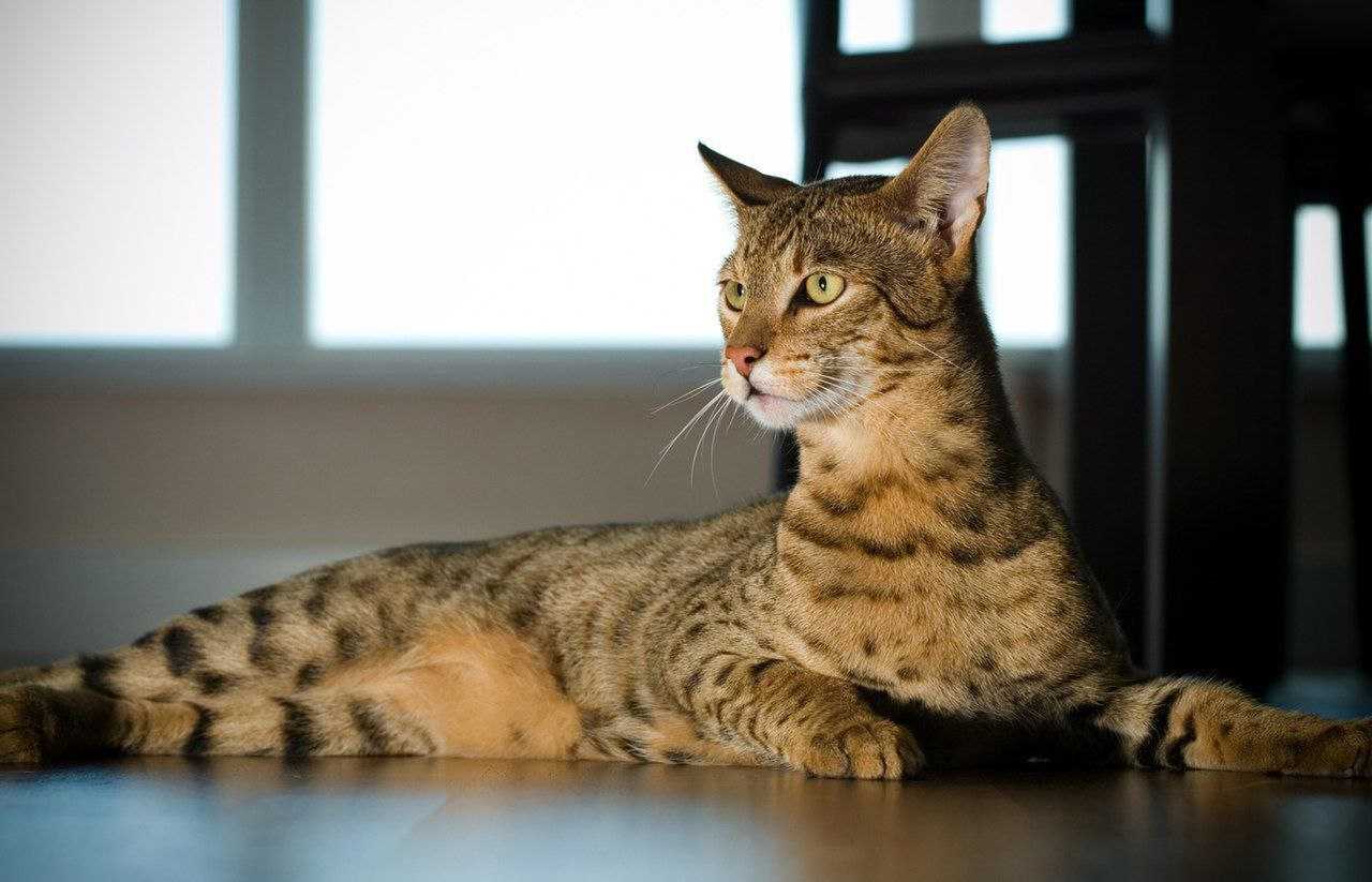 Топ-10 самых дорогих в мире кошек с фотографиями и названиями: элитные породы и драгоценные любимцы