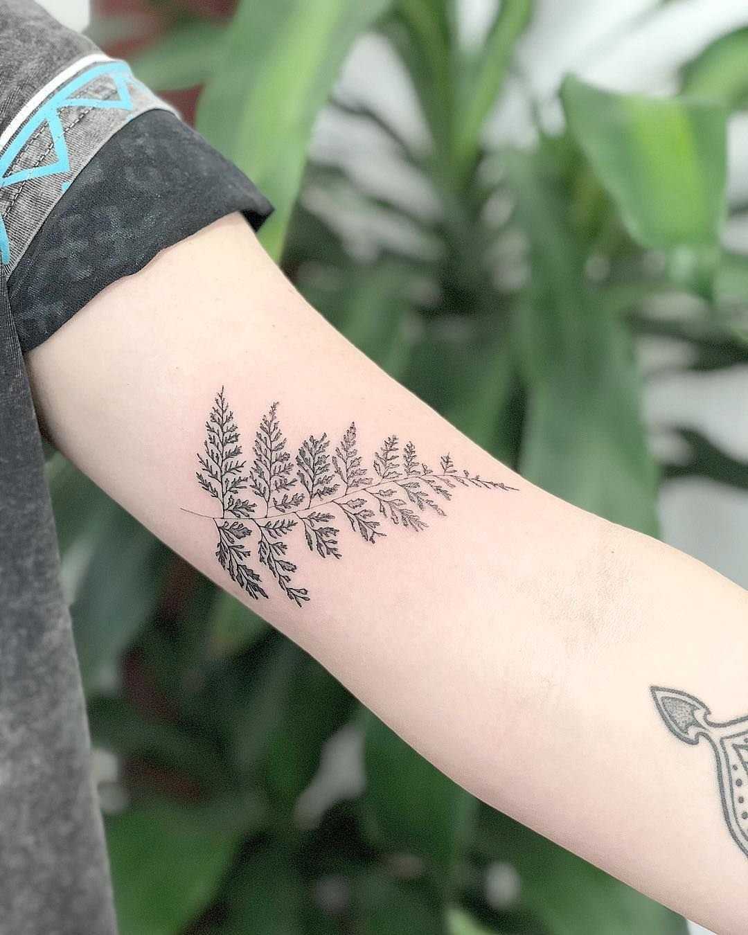 Папоротник тату значение – tattoo • значение тату: папоротник — tattoo-goodwin.ru