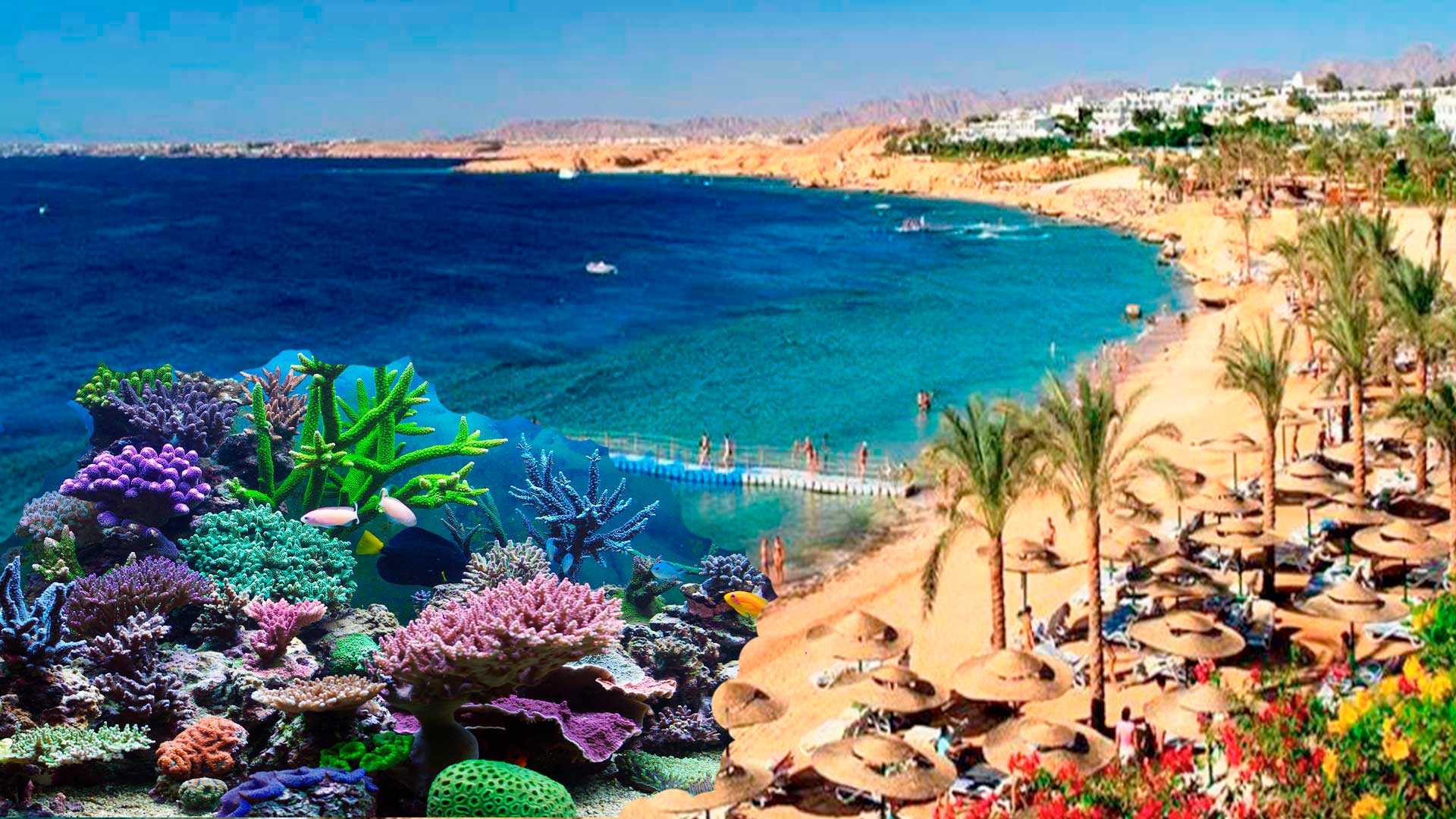 Недорогие отели в шарм-эль-шейхе для отдыха у моря