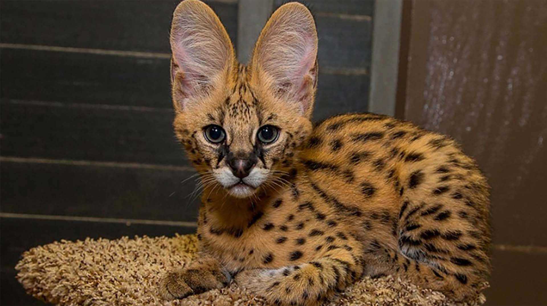 10 самых дорогих пород кошек, которые стоят своих денег