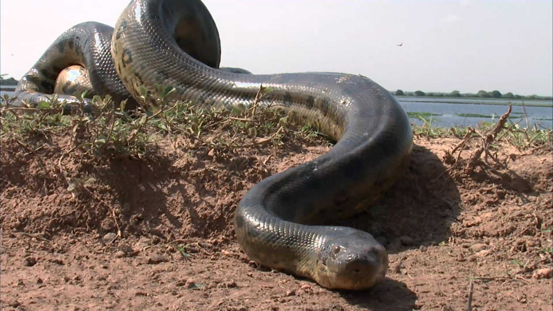 Сколько метров анаконда. Анаконда змея. Самая большая змея в мире Анаконда. Водяной удав Анаконда. Самая опасная змея в мире Анаконда.