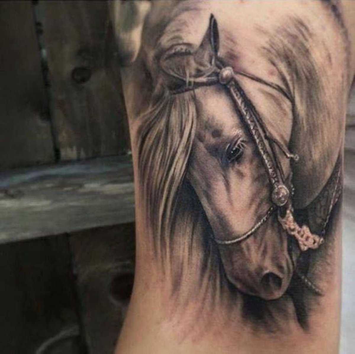 Лошадь